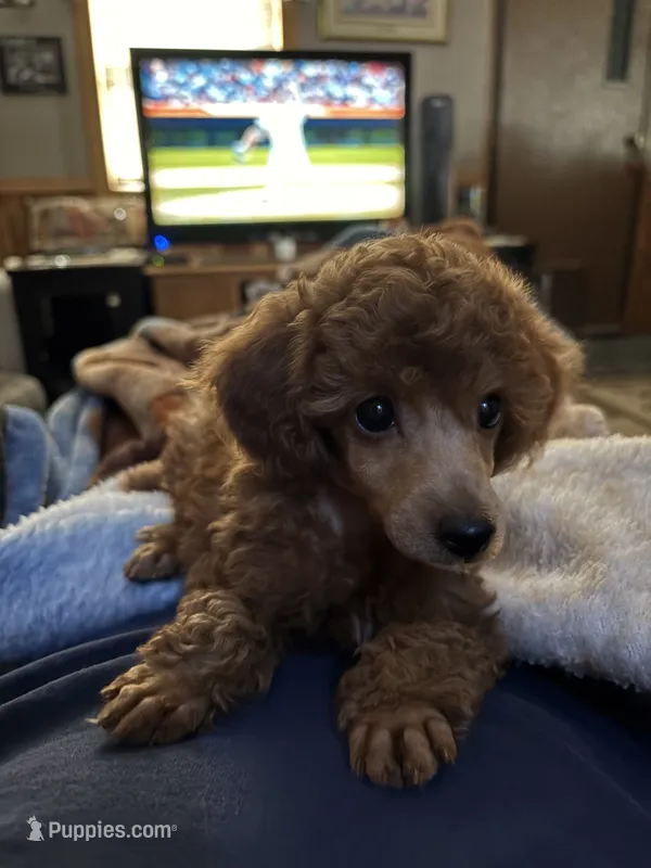 Pearl  – Poodle - Miniature  puppy for sale in Pine City, MN