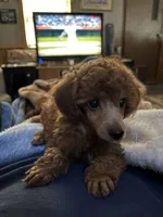 Pearl , a female Poodle - Miniature  for sale in Pine City, MN – 1 of 4