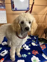 Clyde, a male Poodle - Miniature  for sale in Pine City, MN – 5 of 8
