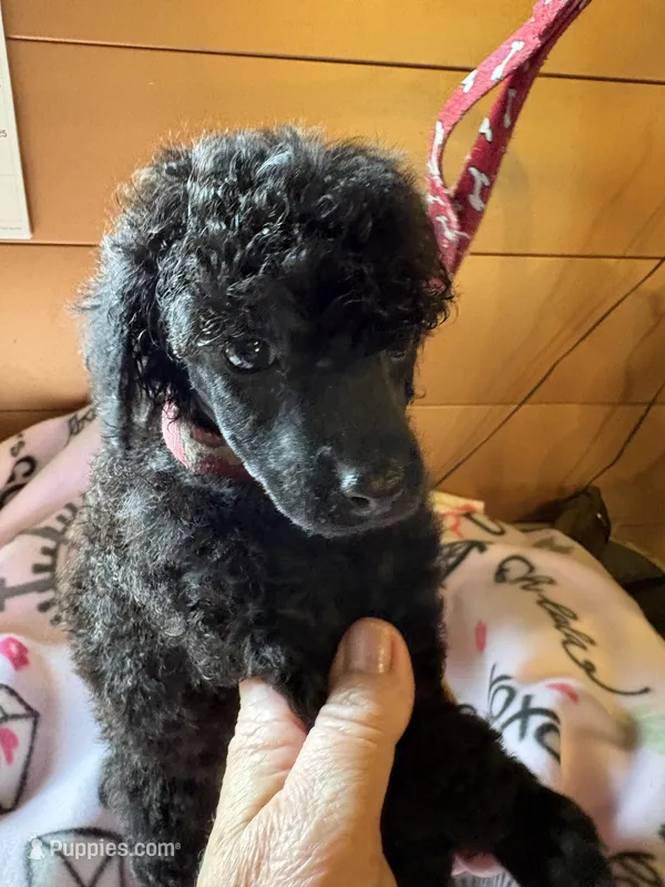 Luna  – Poodle - Miniature  puppy for sale in Pine City, MN