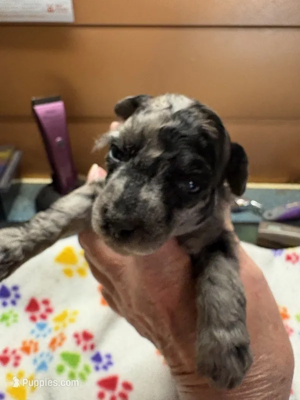 Matilda – Poodle - Miniature  puppy for sale in Pine City, MN