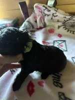 Luna , a male Poodle - Miniature  for sale in Pine City, MN – 2 of 4