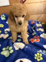 Sam, a male Poodle - Miniature  for sale in Pine City, MN – 4 of 7