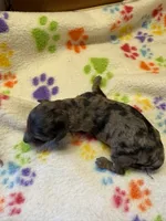 Matilda, a female Poodle - Miniature  for sale in Pine City, MN – 9 of 9