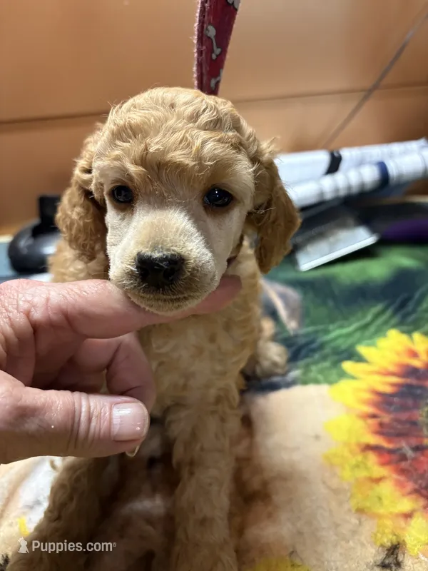 Sam – Poodle - Miniature  puppy for sale in Pine City, MN