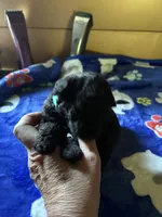 Dandy, a male Poodle - Miniature  for sale in Pine City, MN – 3 of 7