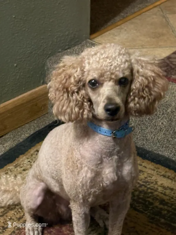 Lucy – Poodle - Miniature  puppy on hold in Pine City, MN