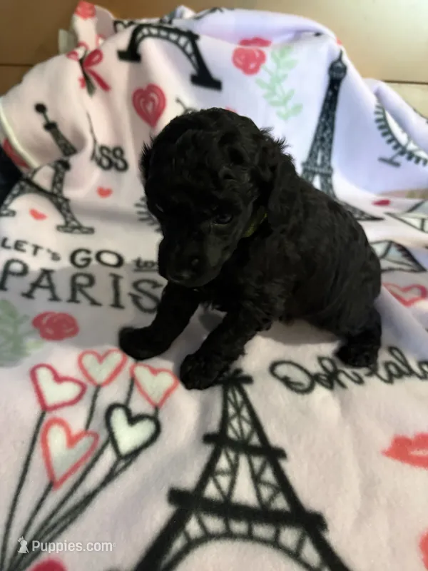 Luna  – Poodle - Miniature  puppy for sale in Pine City, MN