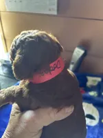 Dodge, a male Poodle - Miniature  for sale in Pine City, MN – 5 of 6