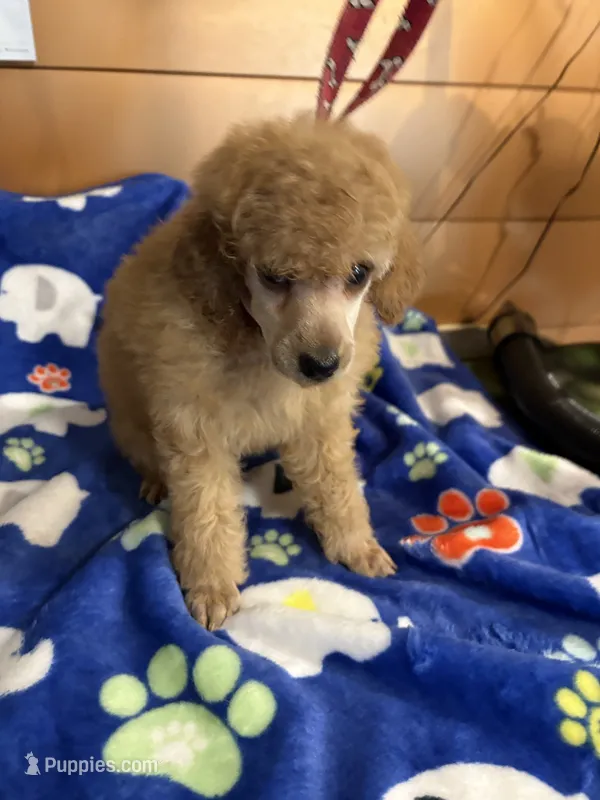 Sam – Poodle - Miniature  puppy for sale in Pine City, MN