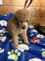 Sam, a male Poodle - Miniature  for sale in Pine City, MN – 1 of 7