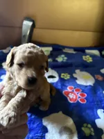 Dusty, a male Poodle - Miniature  for sale in Pine City, MN – 4 of 6