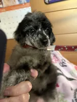 Matilda, a female Poodle - Miniature  for sale in Pine City, MN – 1 of 7