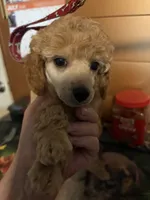 Dusty, a male Poodle - Miniature  for sale in Pine City, MN – 2 of 4
