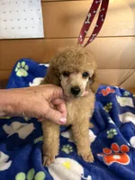 Sam, a male Poodle - Miniature  for sale in Pine City, MN – 5 of 7