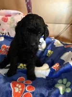 Waylon , a male Poodle - Miniature  for sale in Pine City, MN – 4 of 10