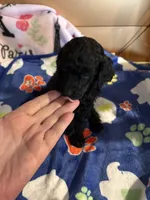 Waylon , a male Poodle - Miniature  for sale in Pine City, MN – 7 of 10