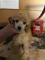 Dusty, a male Poodle - Miniature  for sale in Pine City, MN – 3 of 4