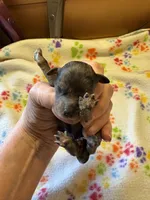 Matilda, a female Poodle - Miniature  for sale in Pine City, MN – 4 of 9