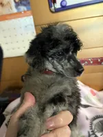 Matilda, a female Poodle - Miniature  for sale in Pine City, MN – 5 of 7