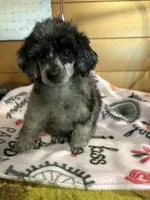 Matilda, a female Poodle - Miniature  for sale in Pine City, MN – 2 of 7