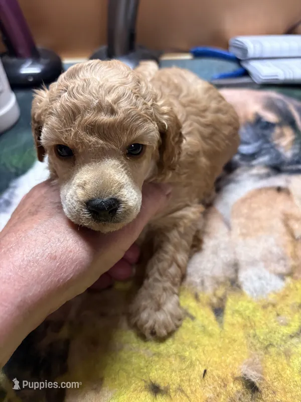 Dusty – Poodle - Miniature  puppy for sale in Pine City, MN