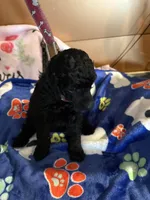 Waylon , a male Poodle - Miniature  for sale in Pine City, MN – 2 of 10