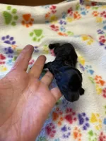 Daisy, a female Poodle - Miniature  for sale in Pine City, MN – 6 of 6