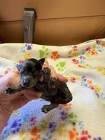 Matilda, a female Poodle - Miniature  for sale in Pine City, MN – 2 of 9