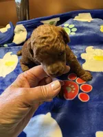 Dodge, a male Poodle - Miniature  for sale in Pine City, MN – 6 of 6