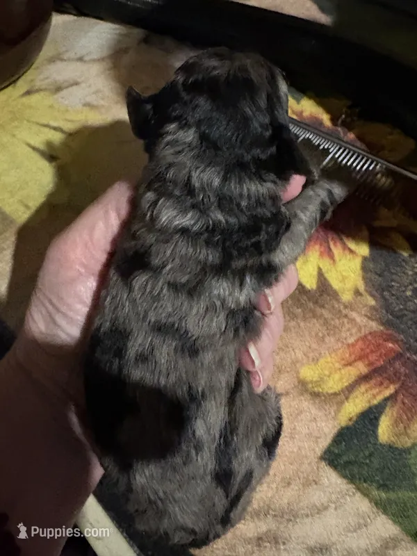 Matilda – Poodle - Miniature  puppy for sale in Pine City, MN