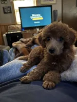 Pearl , a female Poodle - Miniature  for sale in Pine City, MN – 3 of 4