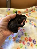 Daisy, a female Poodle - Miniature  for sale in Pine City, MN – 3 of 6