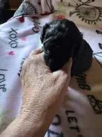 Luna , a male Poodle - Miniature  for sale in Pine City, MN – 3 of 4