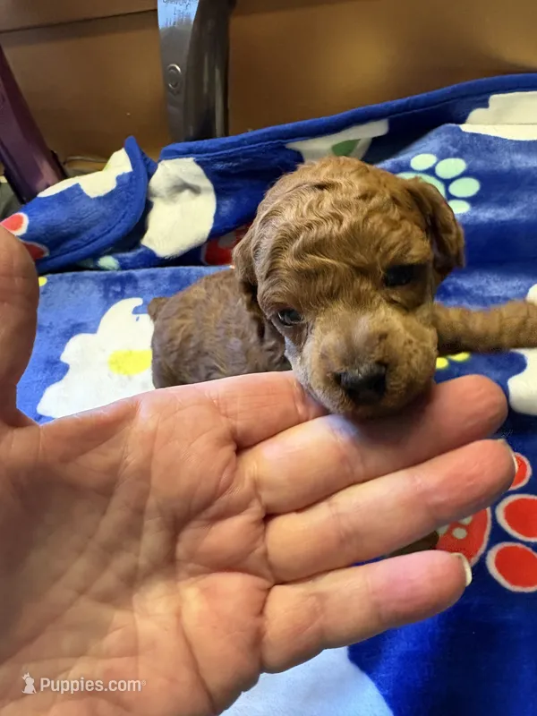 Dodge – Poodle - Miniature  puppy for sale in Pine City, MN