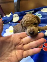 Dodge, a male Poodle - Miniature  for sale in Pine City, MN – 1 of 6