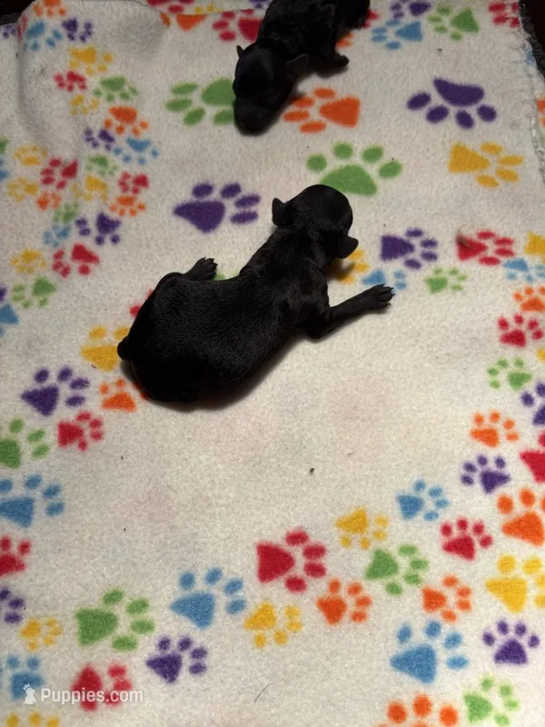Gomez – Poodle - Miniature  puppy for sale in Pine City, MN