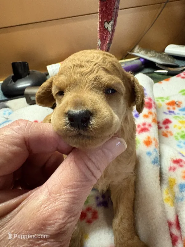 Sam – Poodle - Miniature  puppy for sale in Pine City, MN
