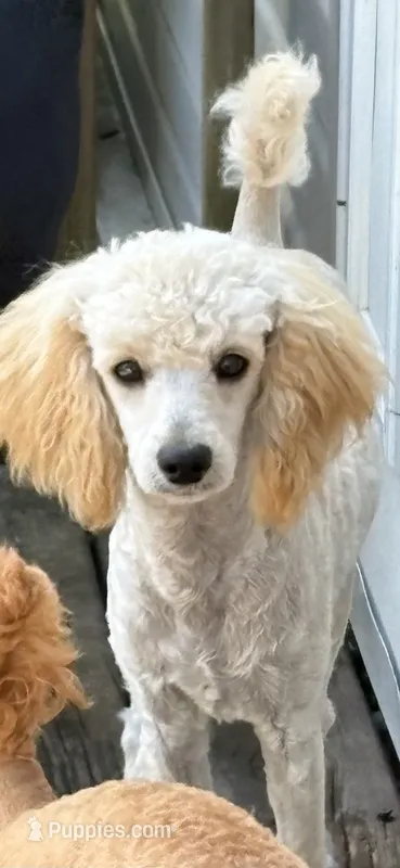 Elvira girl – Poodle - Miniature  puppy for sale in Pine City, MN