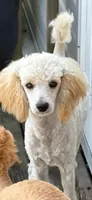 Elvira girl, a  Poodle - Miniature  for sale in Pine City, MN – 1 of 2