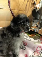 Matilda, a female Poodle - Miniature  for sale in Pine City, MN – 3 of 7