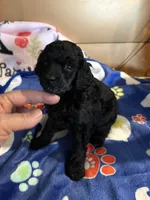 Waylon , a male Poodle - Miniature  for sale in Pine City, MN – 10 of 10
