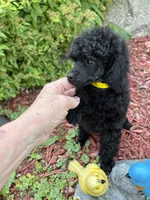 Lola, a female Poodle - Miniature  for sale in Pine City, MN – 1 of 8