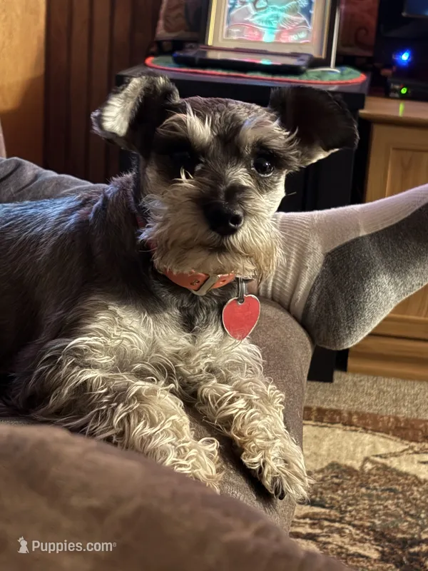 Delta – Miniature Schnauzer puppy for sale in Pine City, MN