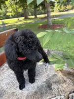 Luna , a female Poodle - Miniature  for sale in Pine City, MN – 4 of 8