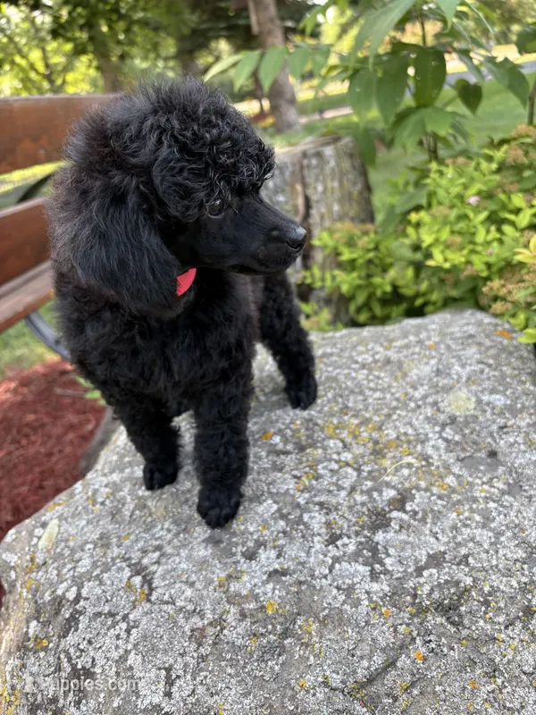 Luna  – Poodle - Miniature  puppy for sale in Pine City, MN