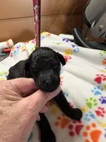 Daisy, a female Poodle - Miniature  for sale in Pine City, MN – 6 of 6