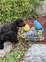 Dandy, a male Poodle - Miniature  for sale in Pine City, MN – 3 of 8
