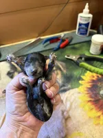Willie , a male Poodle - Miniature  for sale in Pine City, MN – 5 of 6