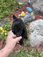 Luna , a female Poodle - Miniature  for sale in Pine City, MN – 3 of 8
